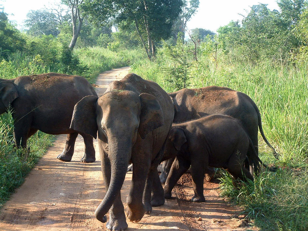 Big Game Udawalawe - By Eco Team Hotel Buitenkant foto