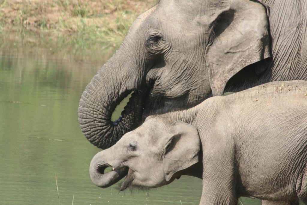 Big Game Udawalawe - By Eco Team Hotel Buitenkant foto