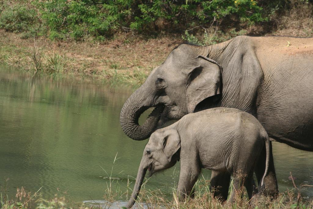 Big Game Udawalawe - By Eco Team Hotel Buitenkant foto