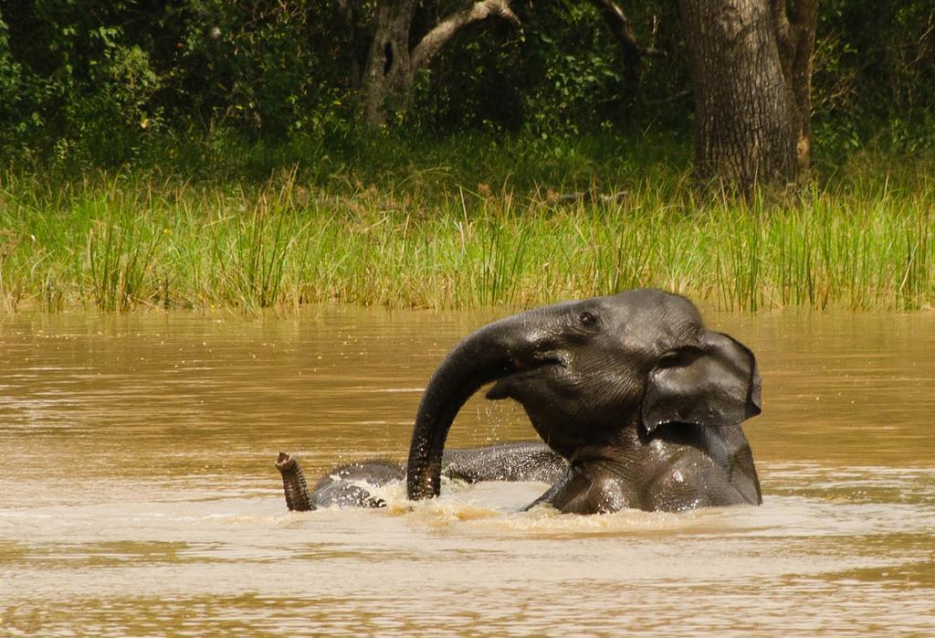 Big Game Udawalawe - By Eco Team Hotel Buitenkant foto