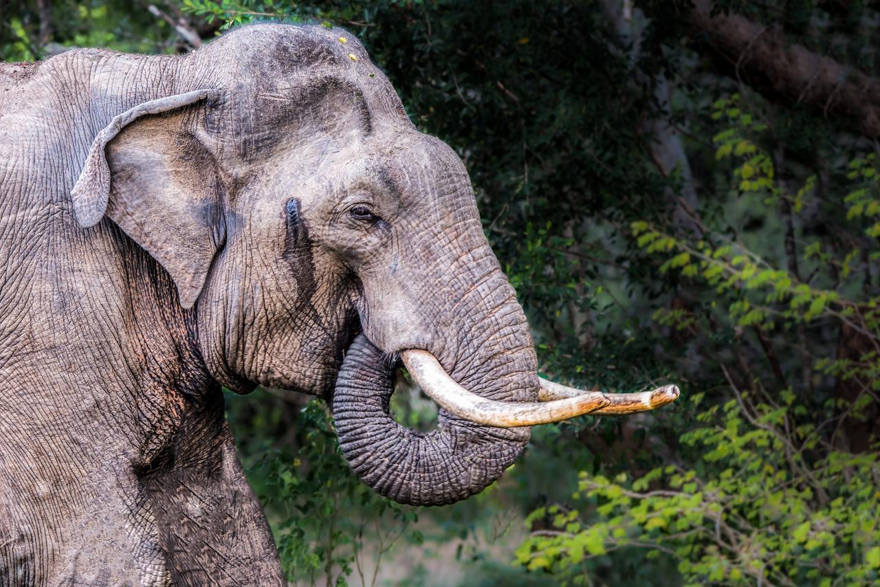 Big Game Udawalawe - By Eco Team Hotel Buitenkant foto
