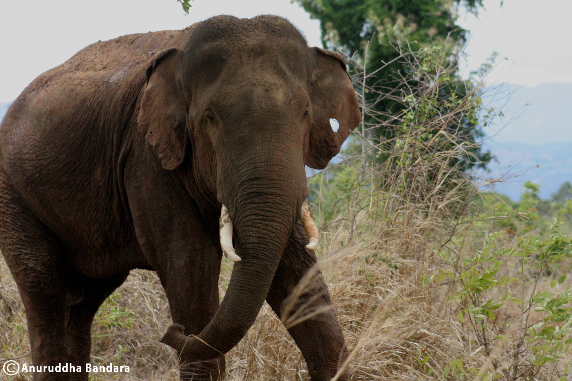 Big Game Udawalawe - By Eco Team Hotel Buitenkant foto